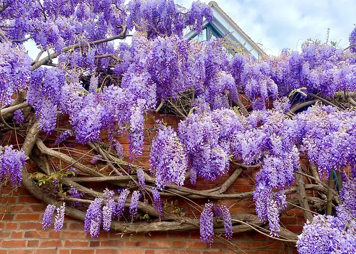 Wisteria Place