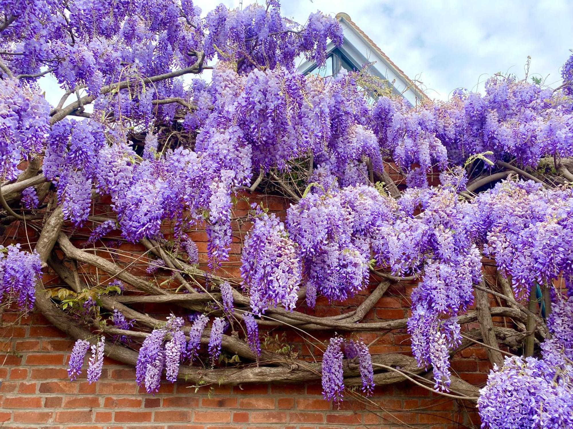 Wisteria Place Appartamento *