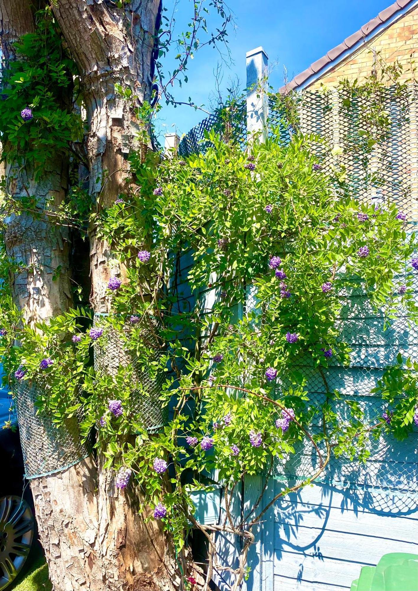 Wisteria Place * Henley-on-Thames
