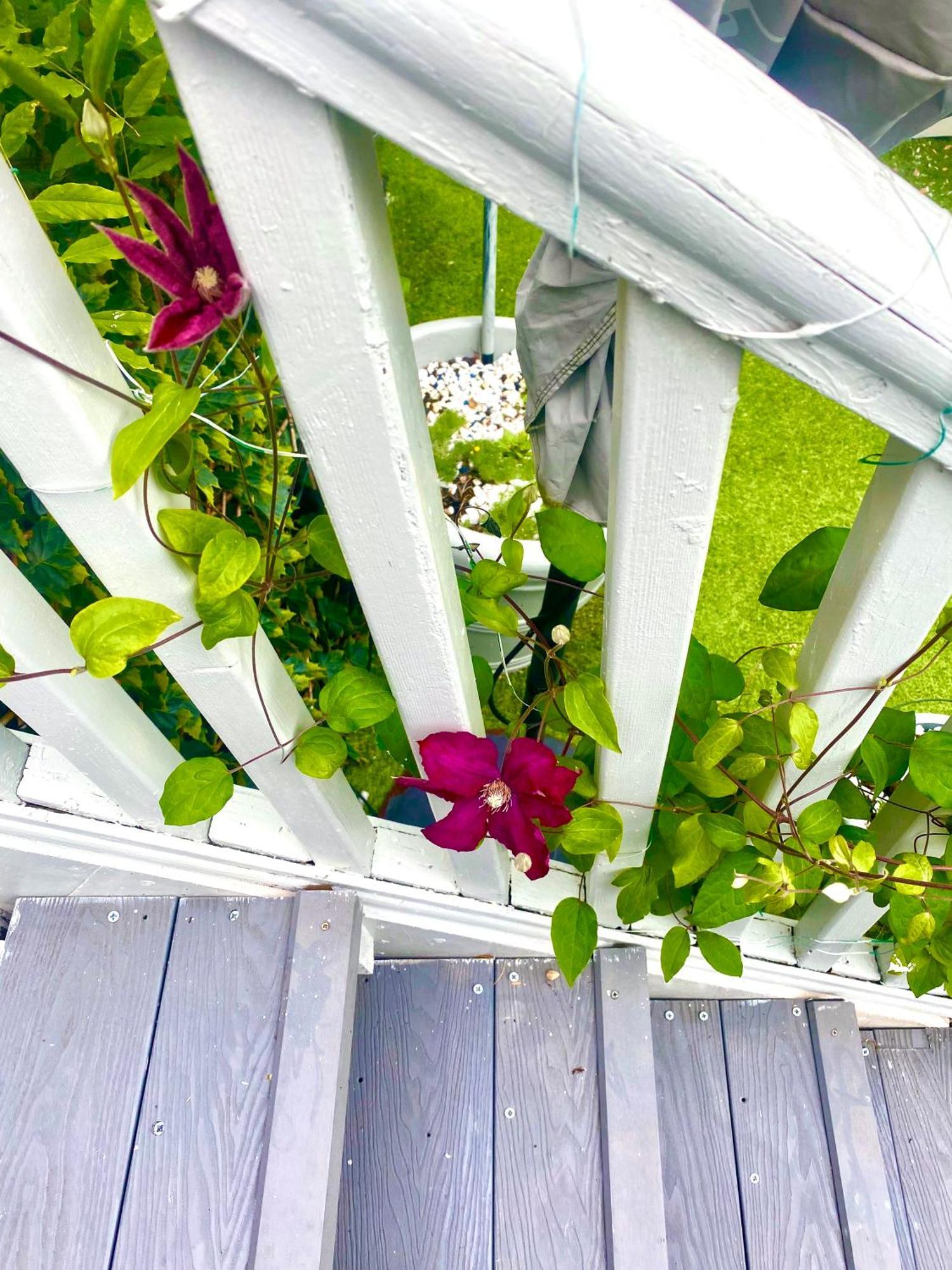 Appartamento Wisteria Place *